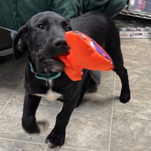 picture of the dog needing adoption