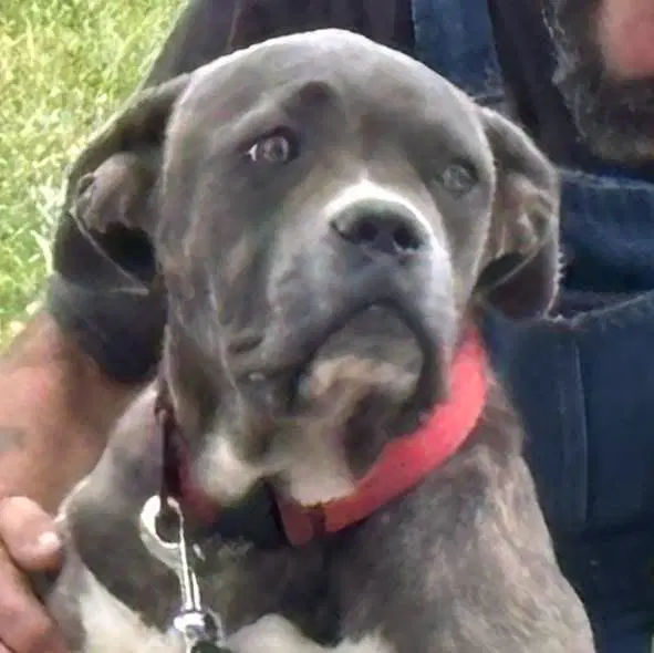 Balder - At Shelter Available - Cane Corso Mastiff