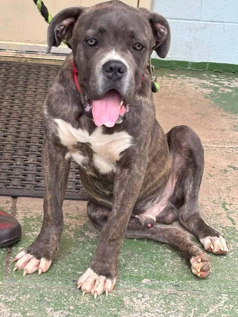 Balder - At Shelter Available image 3