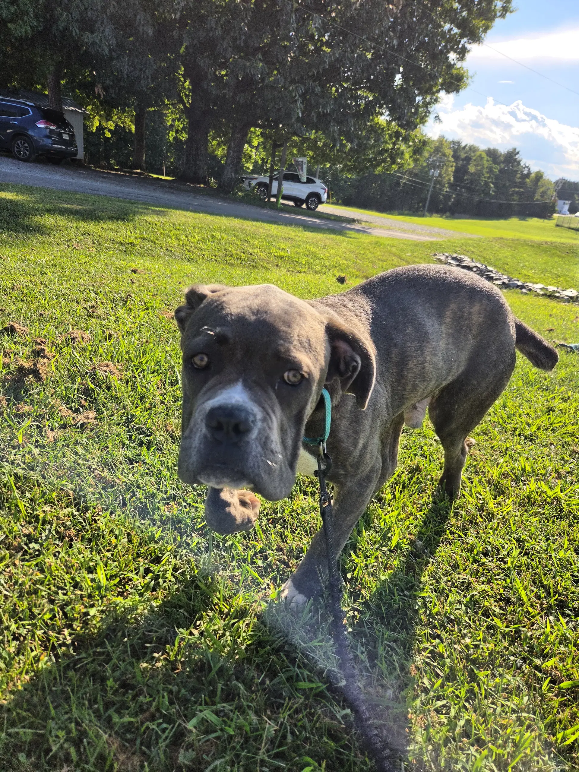 Balder - At Shelter Available image 4