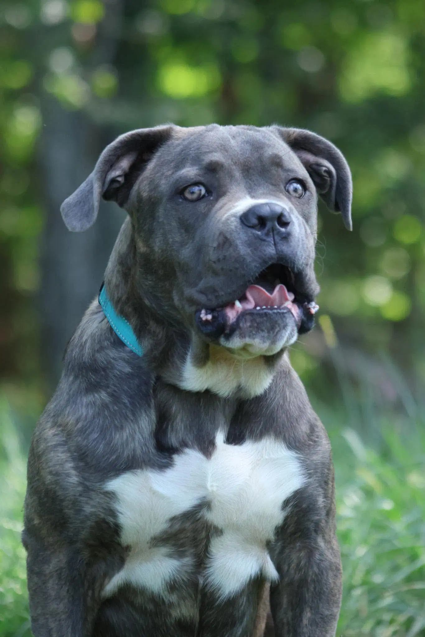 Balder Not At Shelter Alan - Cane Corso Mastiff