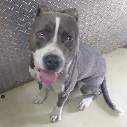 Purple Raine- At Shelter Available - Pit Bull Terrier