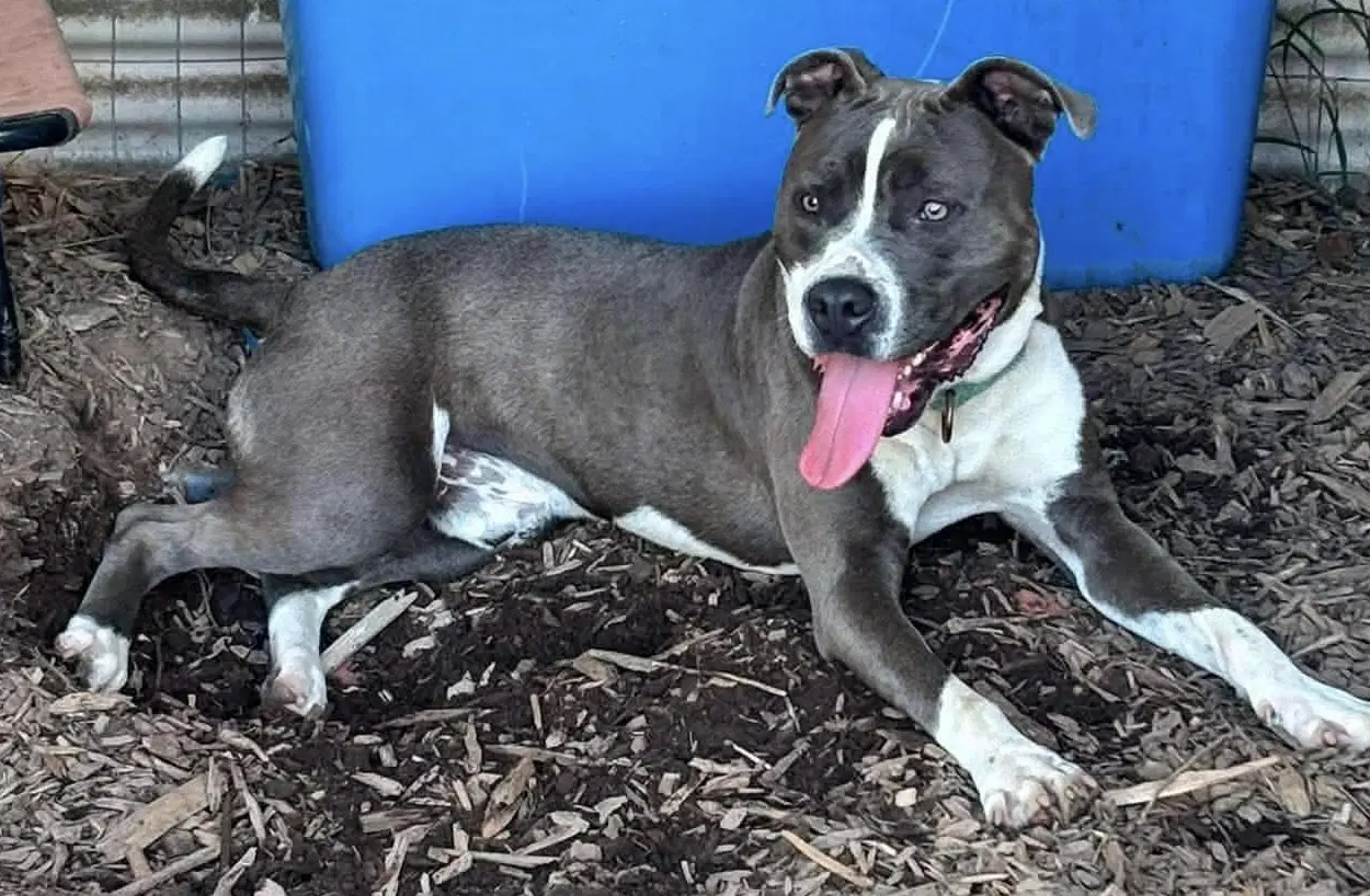 Purple Raine- At Shelter Available image 3