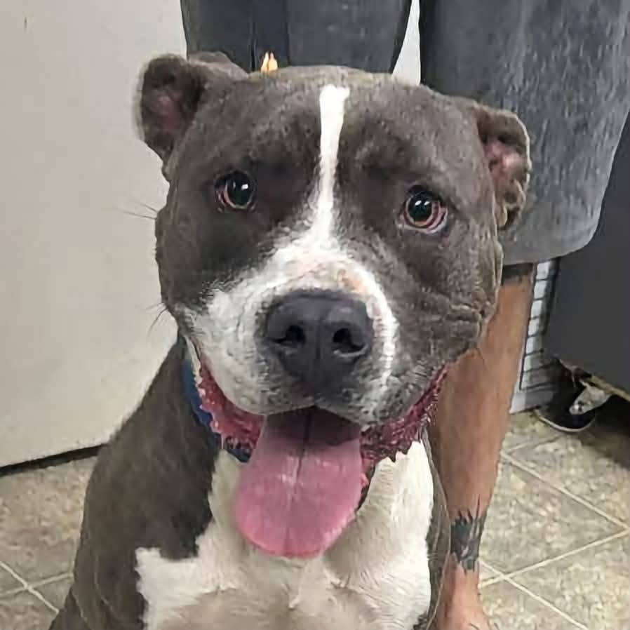 Maverick: Not At shelter (Alan), photo 3
