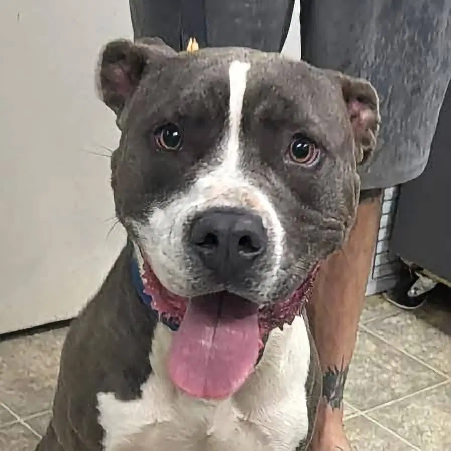 Maverick Not At Shelter Alan image 3