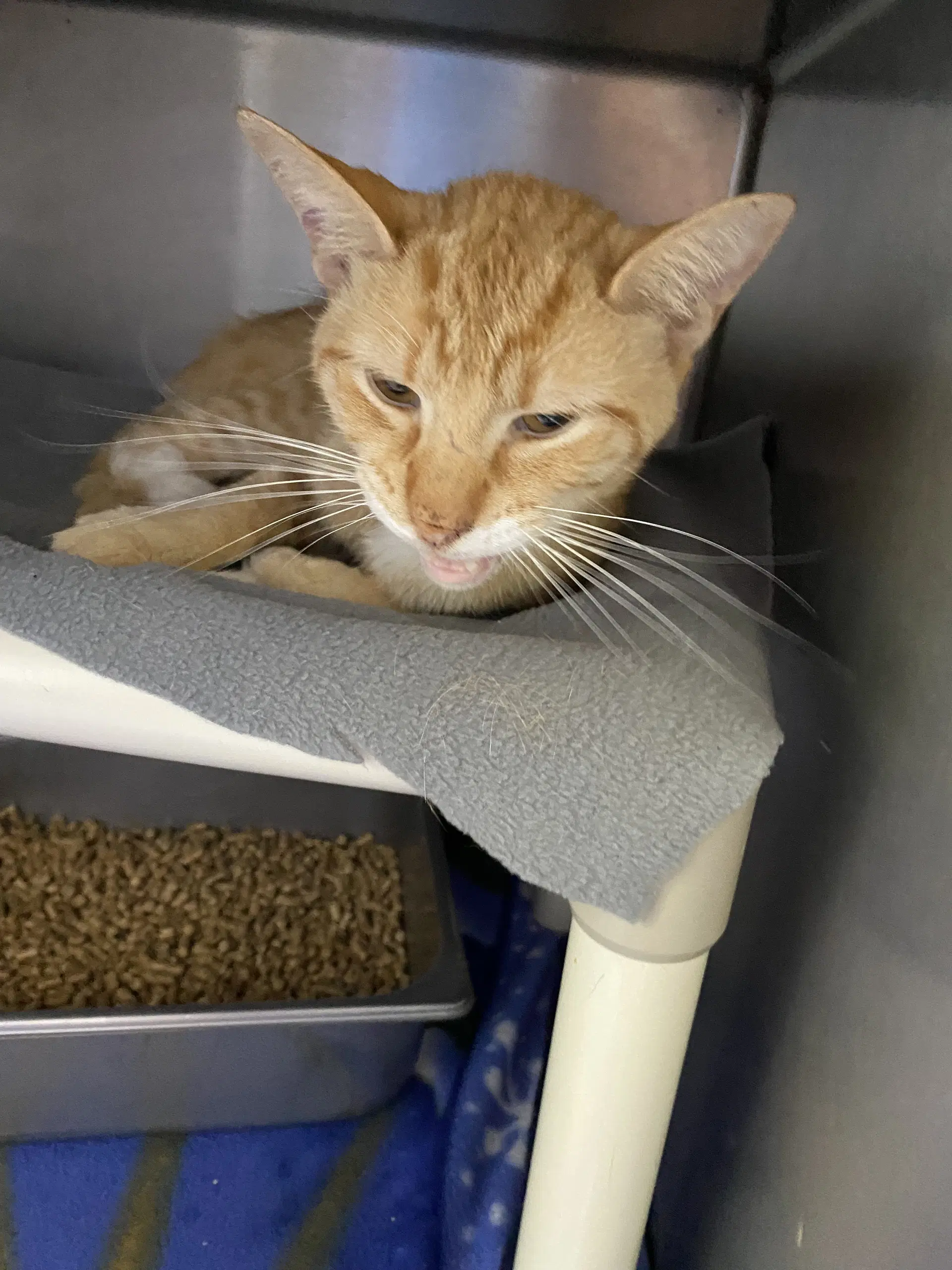 Nepri - At Shelter - Domestic Short Hair