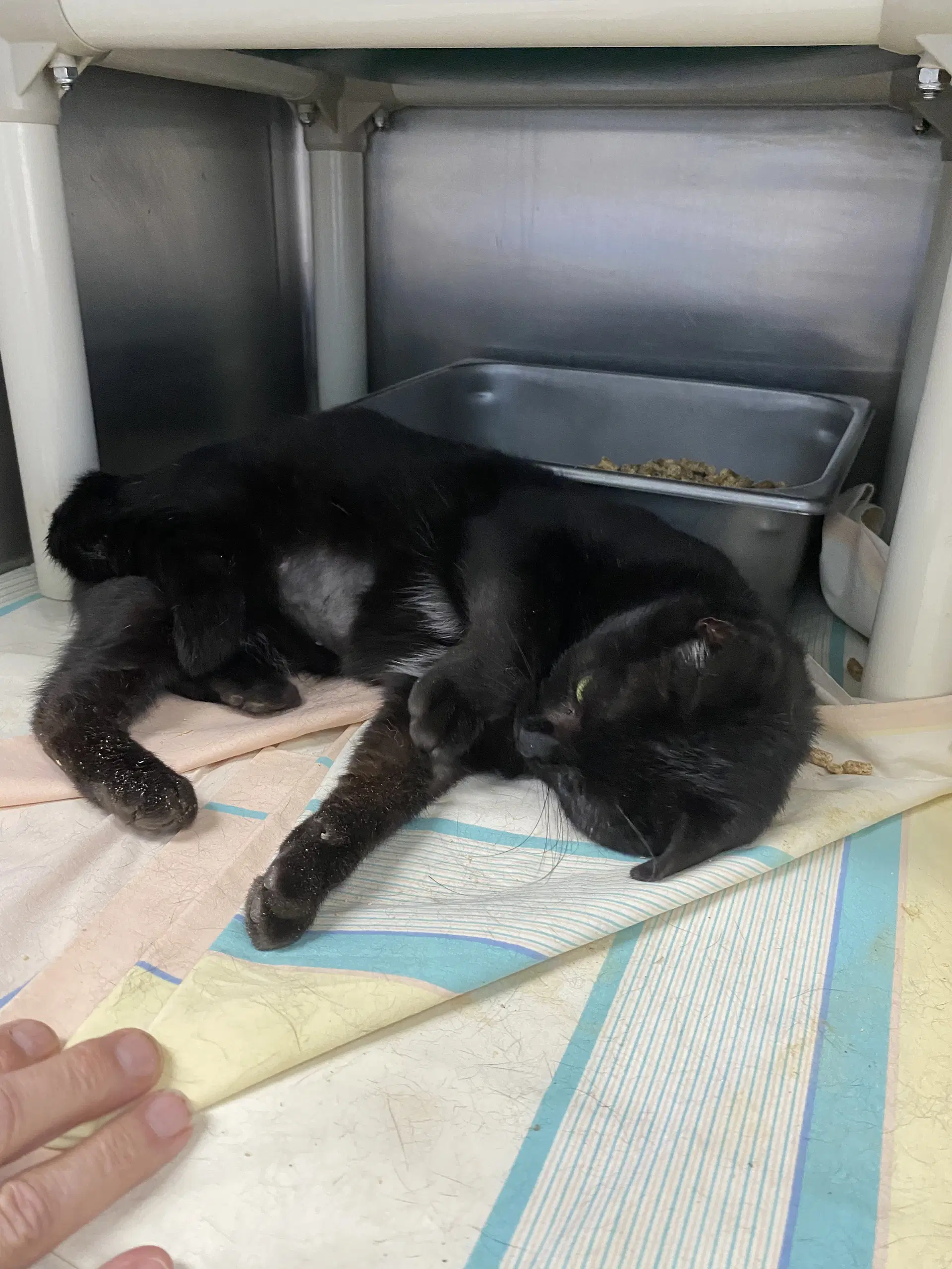 Luna - At Shelter - Domestic Short Hair