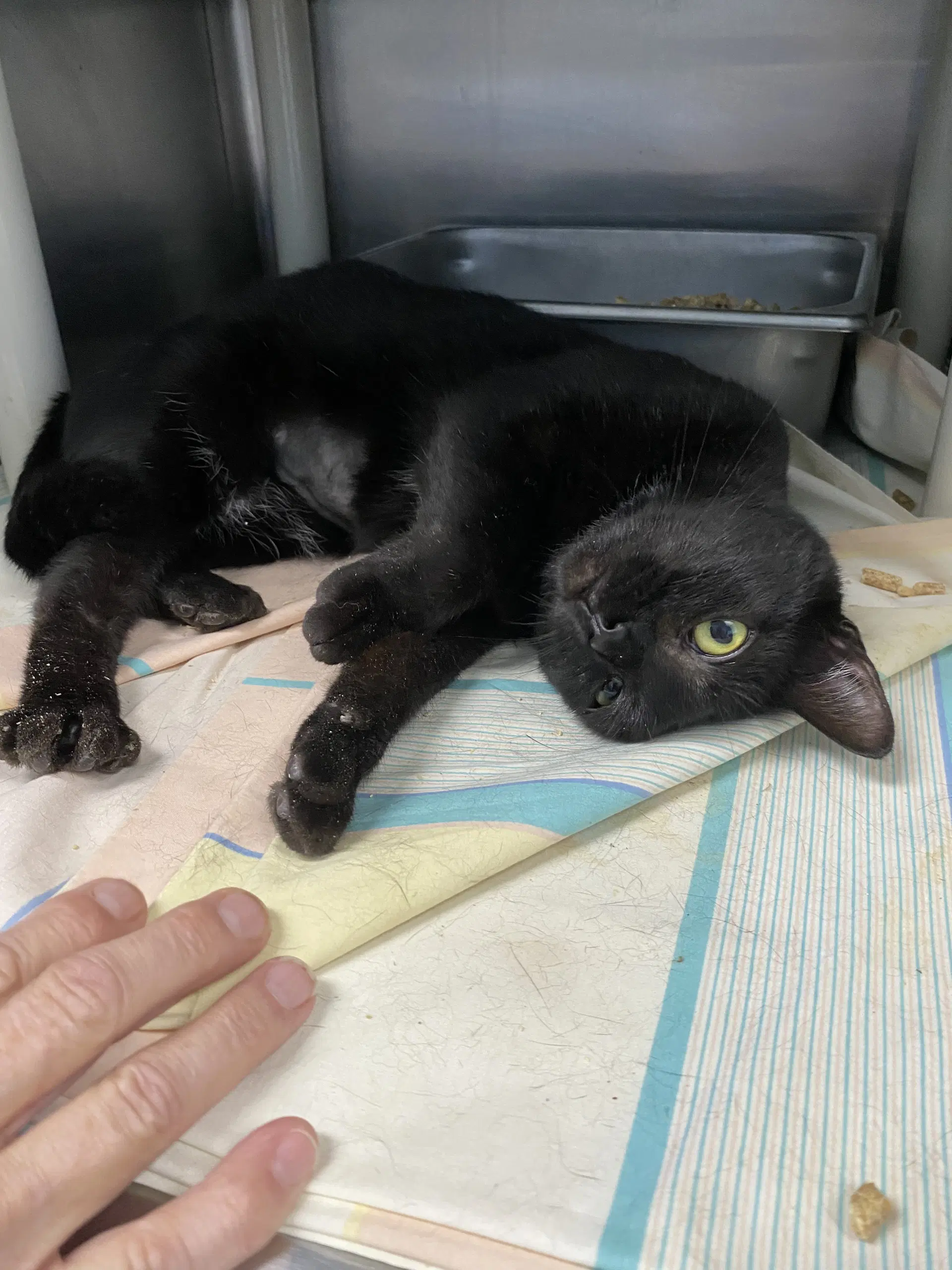 Luna - At Shelter image 2