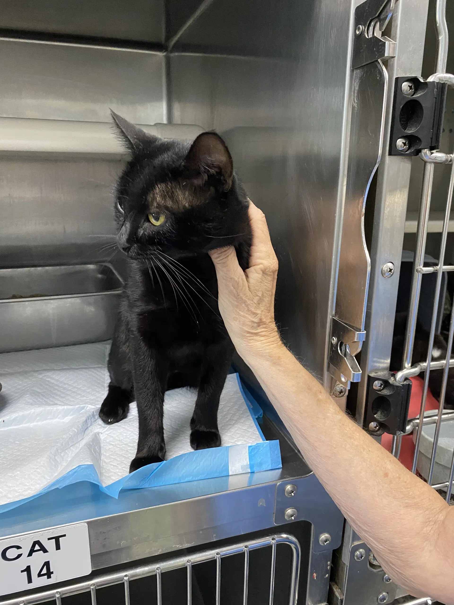Ernest - At Shelter - Domestic Short Hair