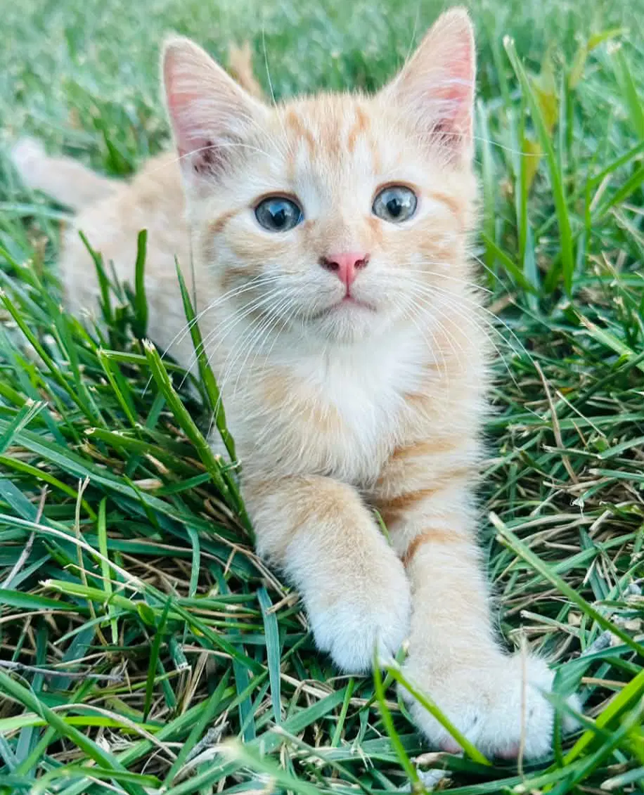 Charlie-Not At Sheltersponsored - Domestic Short Hair