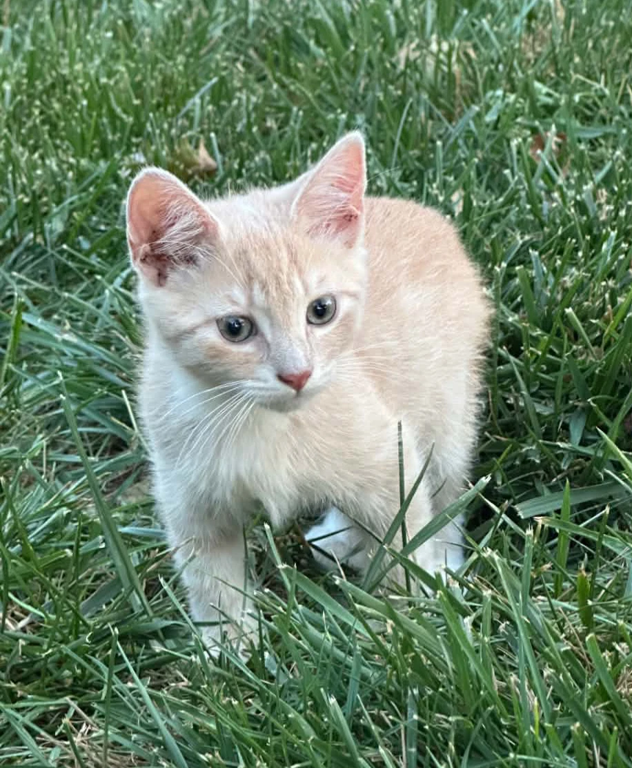 Daniel-Not At Shelter