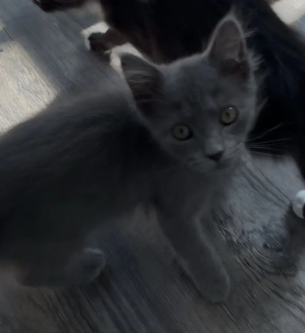 Beau-Not At The Shelter Kristy - Domestic Short Hair