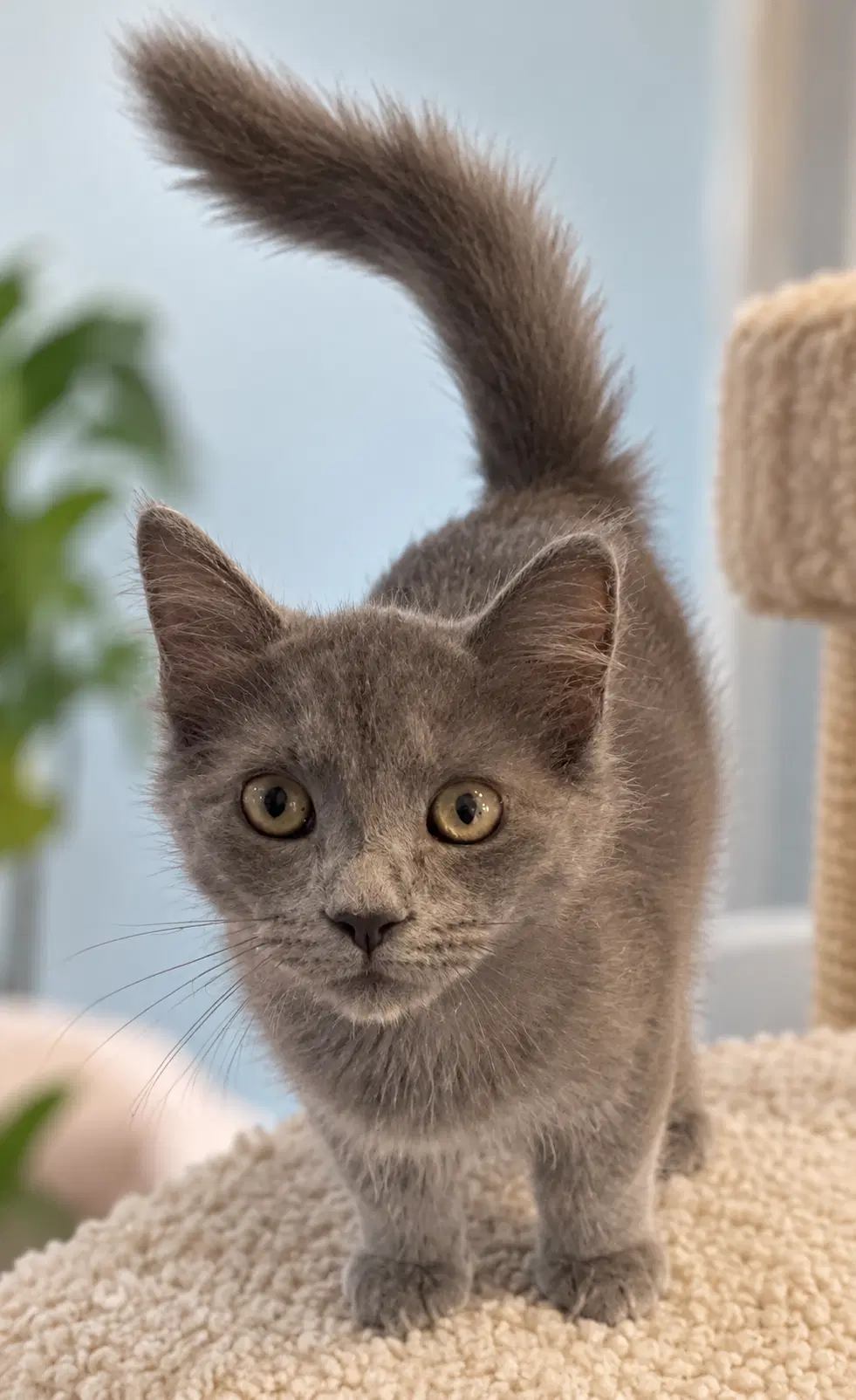 Beau-Not At The Shelter Kristy - Domestic Short Hair