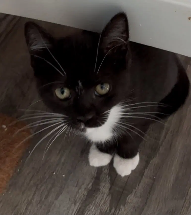 Poppy-Not At The Shelter Kristy - Domestic Short Hair
