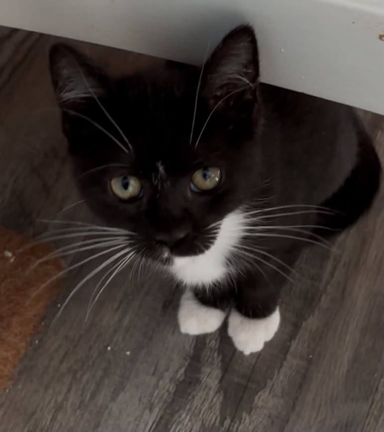 Poppy-Not At The Shelter Kristy