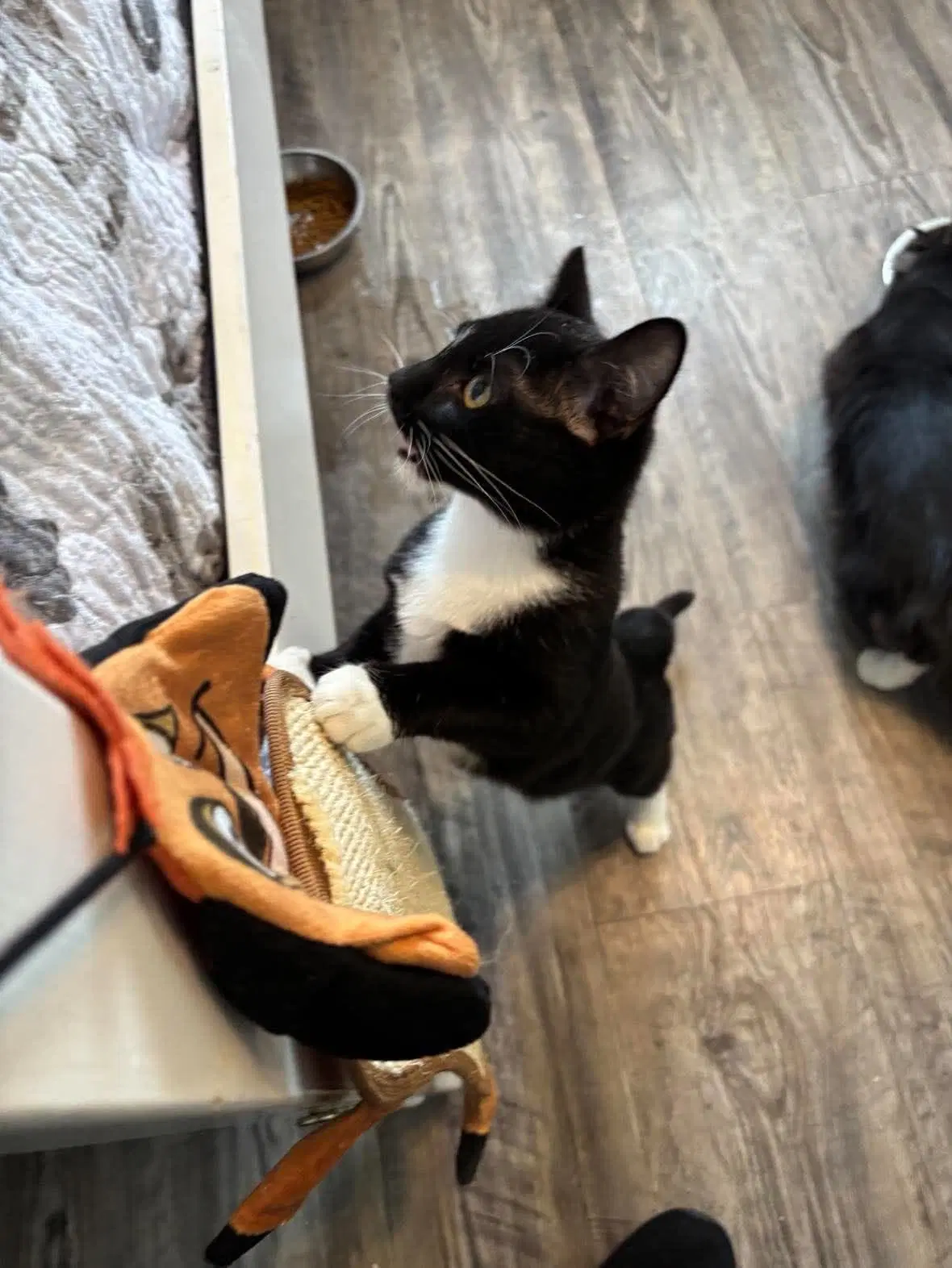 Poppy-Not At The Shelter Kristy - Domestic Short Hair