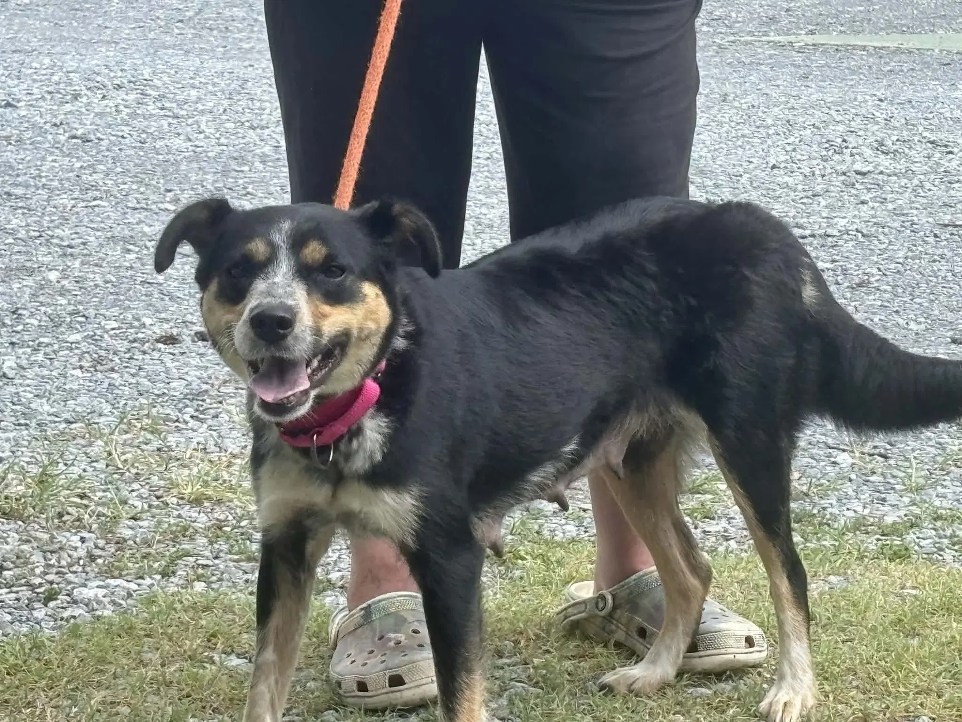 Rosie At The Shelter - Australian Shepherd