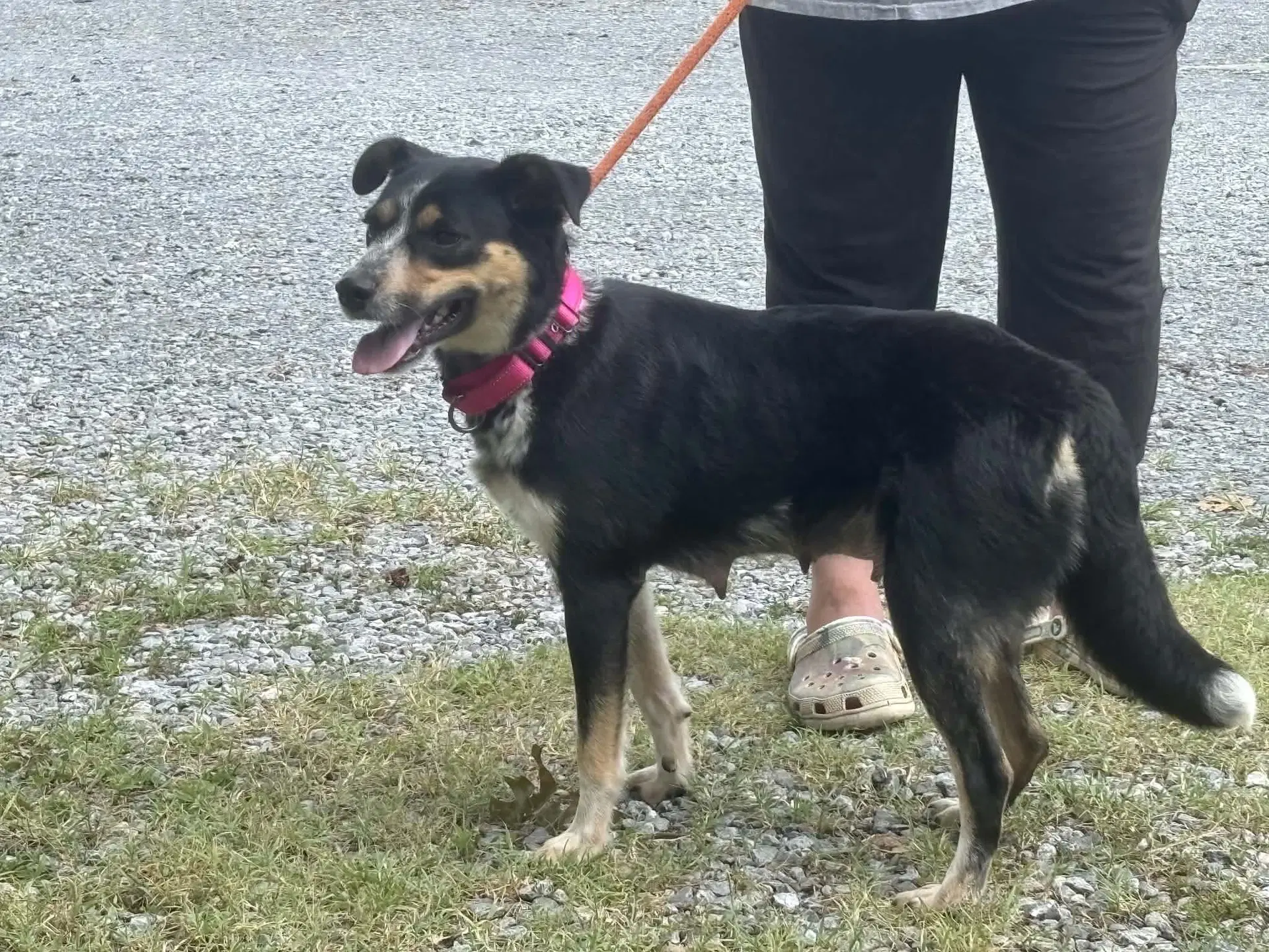 Rosie At The Shelter image 3