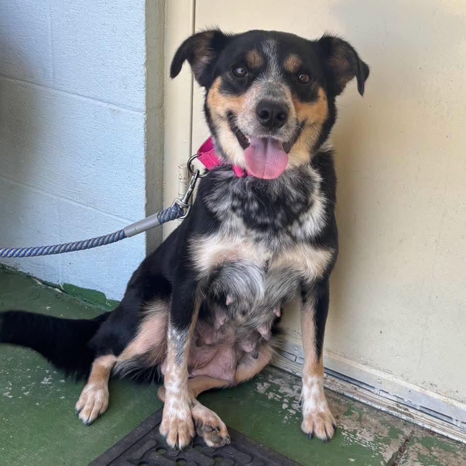 Rosie At The Shelter image 2