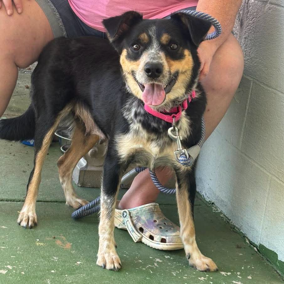 Rosie At The Shelter image 4