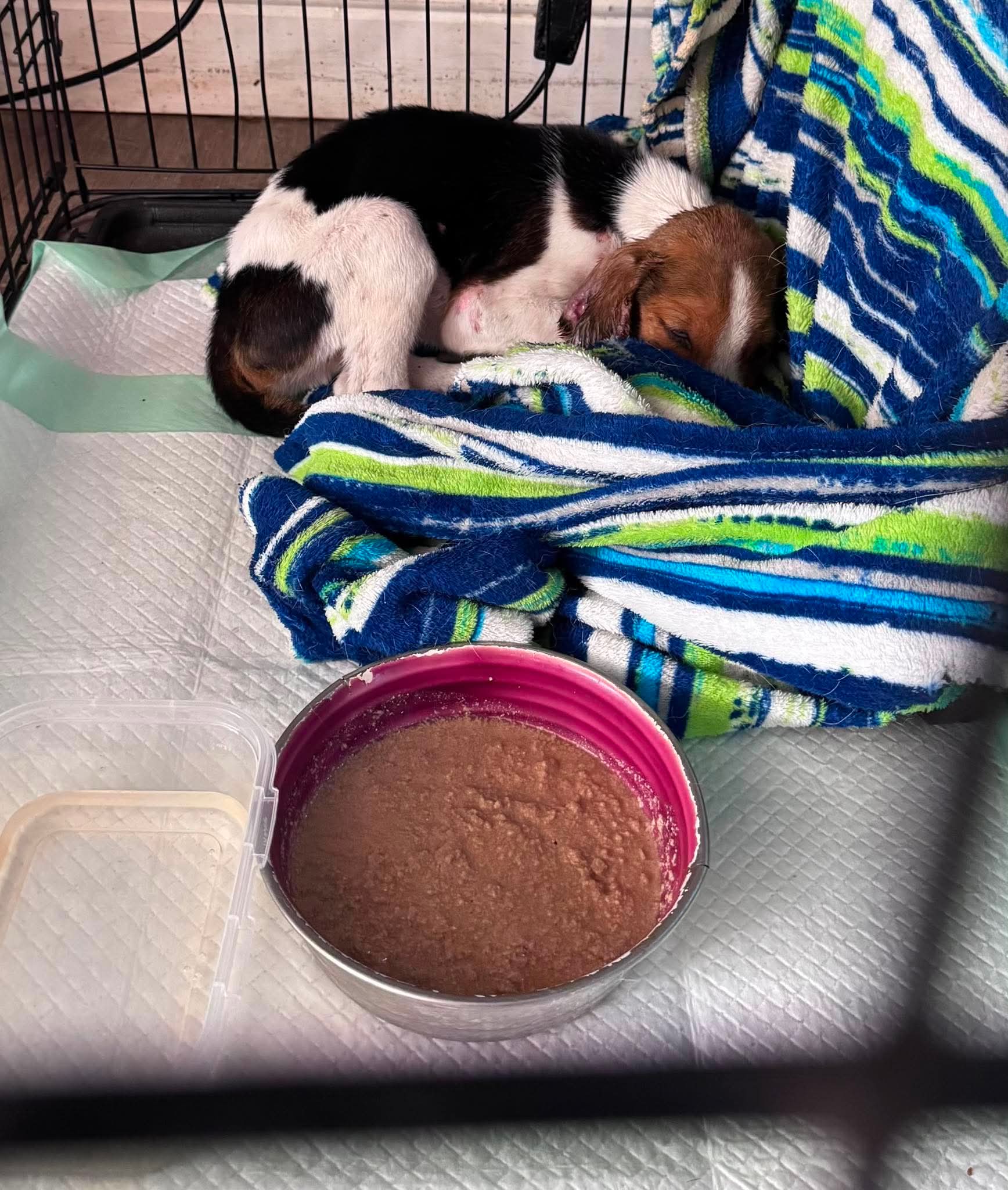Bagel Not At Shelter Available