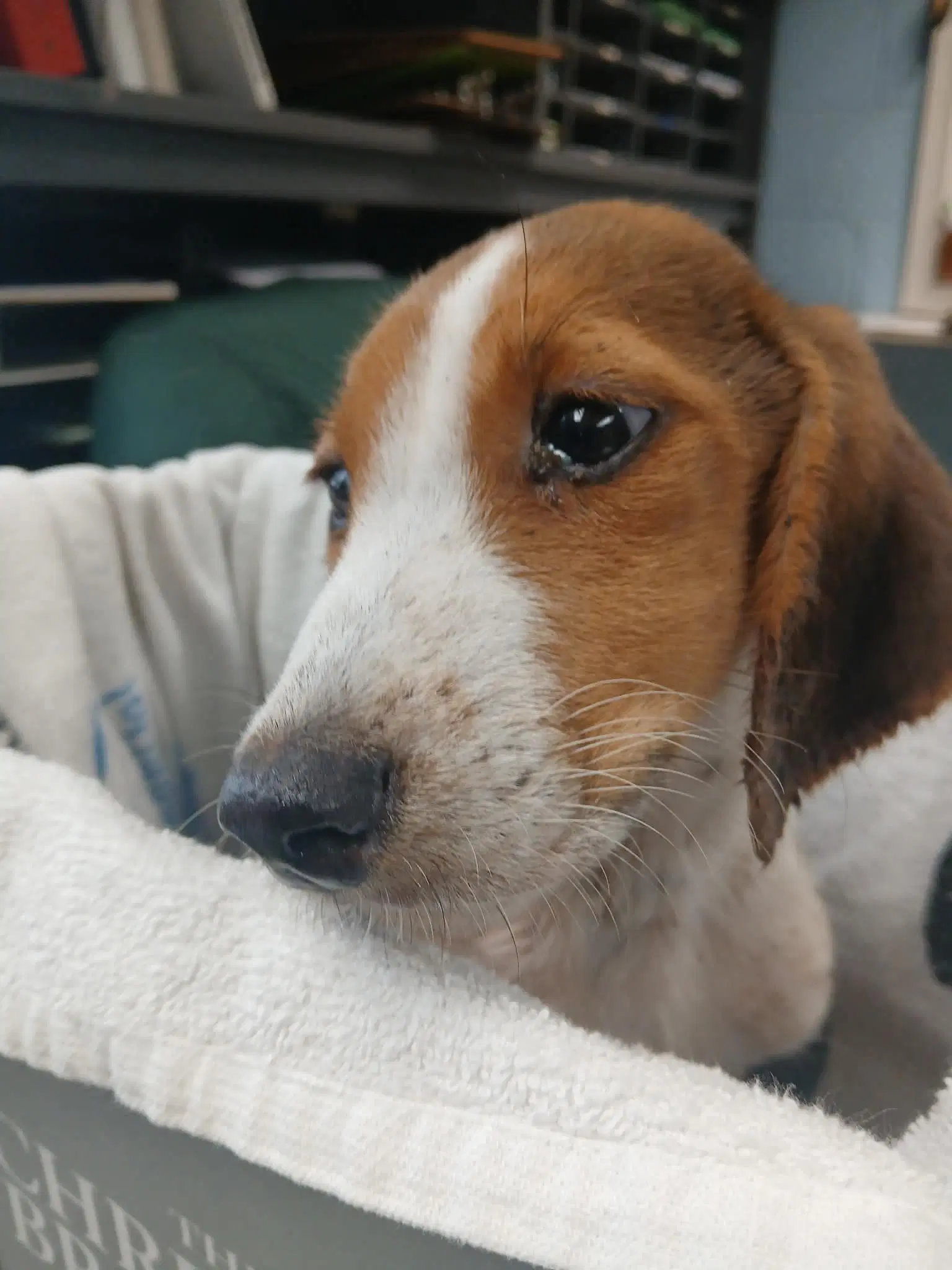 Bagel Not At Shelter Available image 2