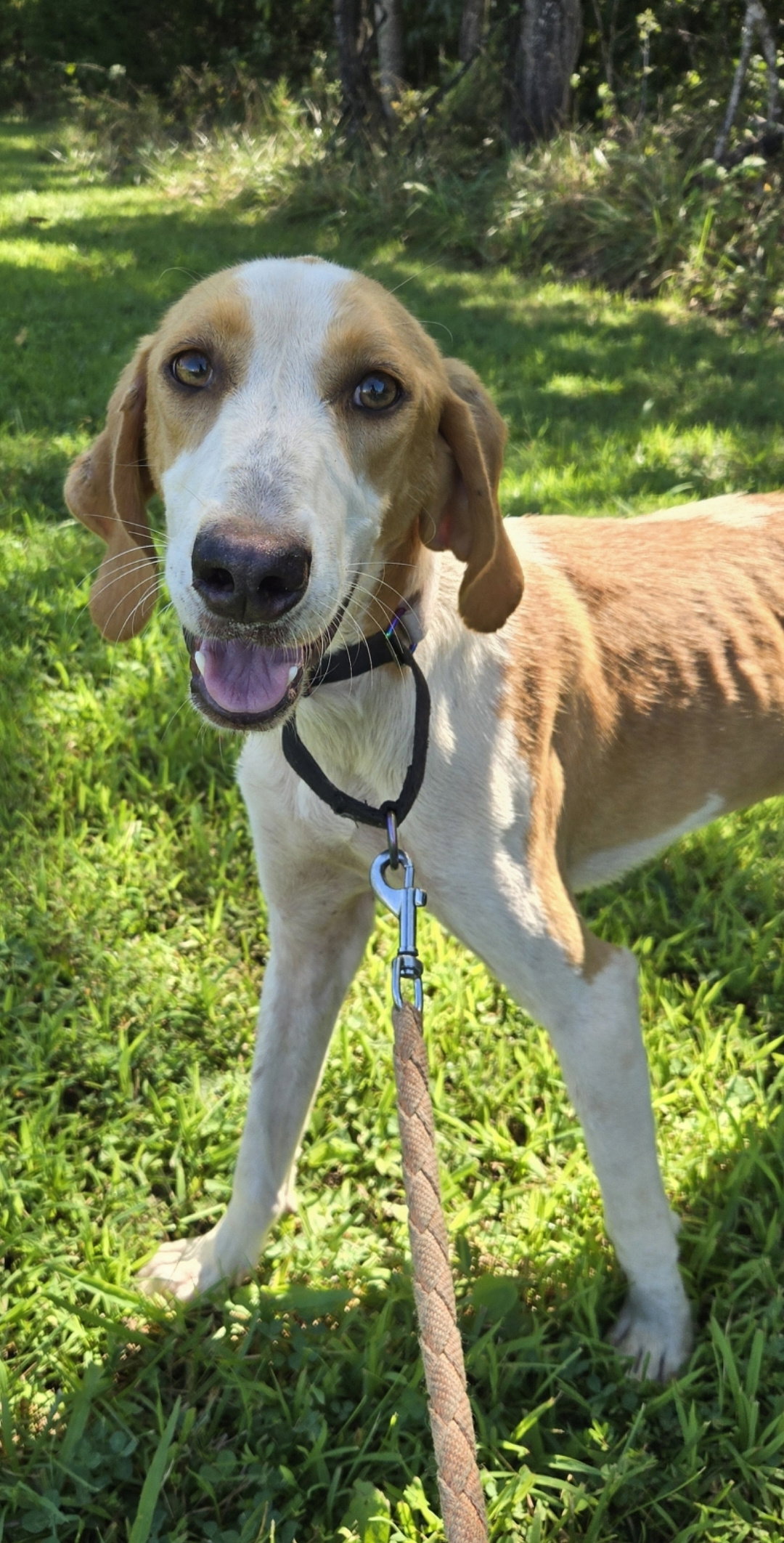 Bob Barker - At shelter available 8/29, dog