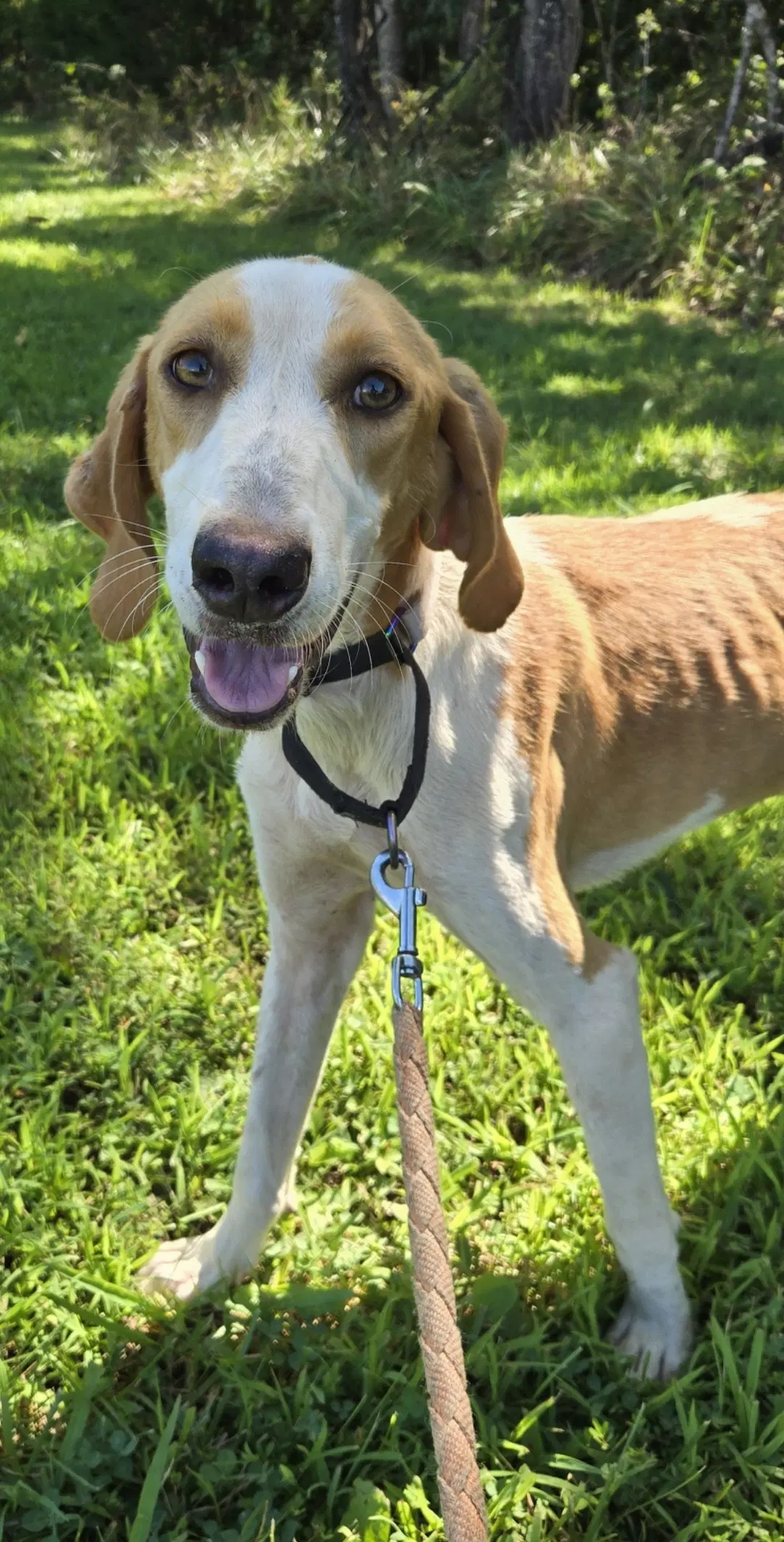 Bob Barker - At Shelter Available - Hound
