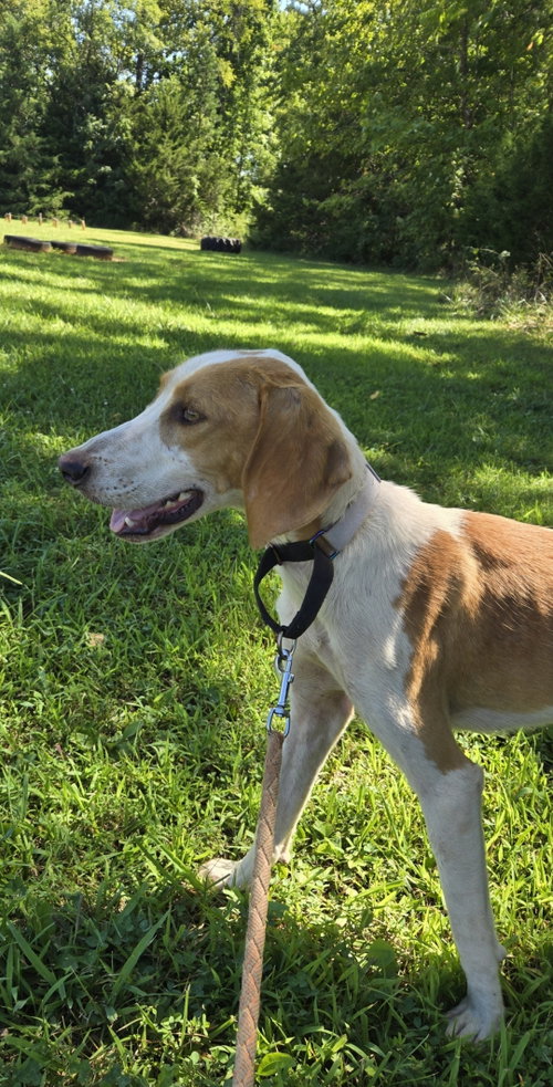 Photo 6 of Bob Barker: At shelter