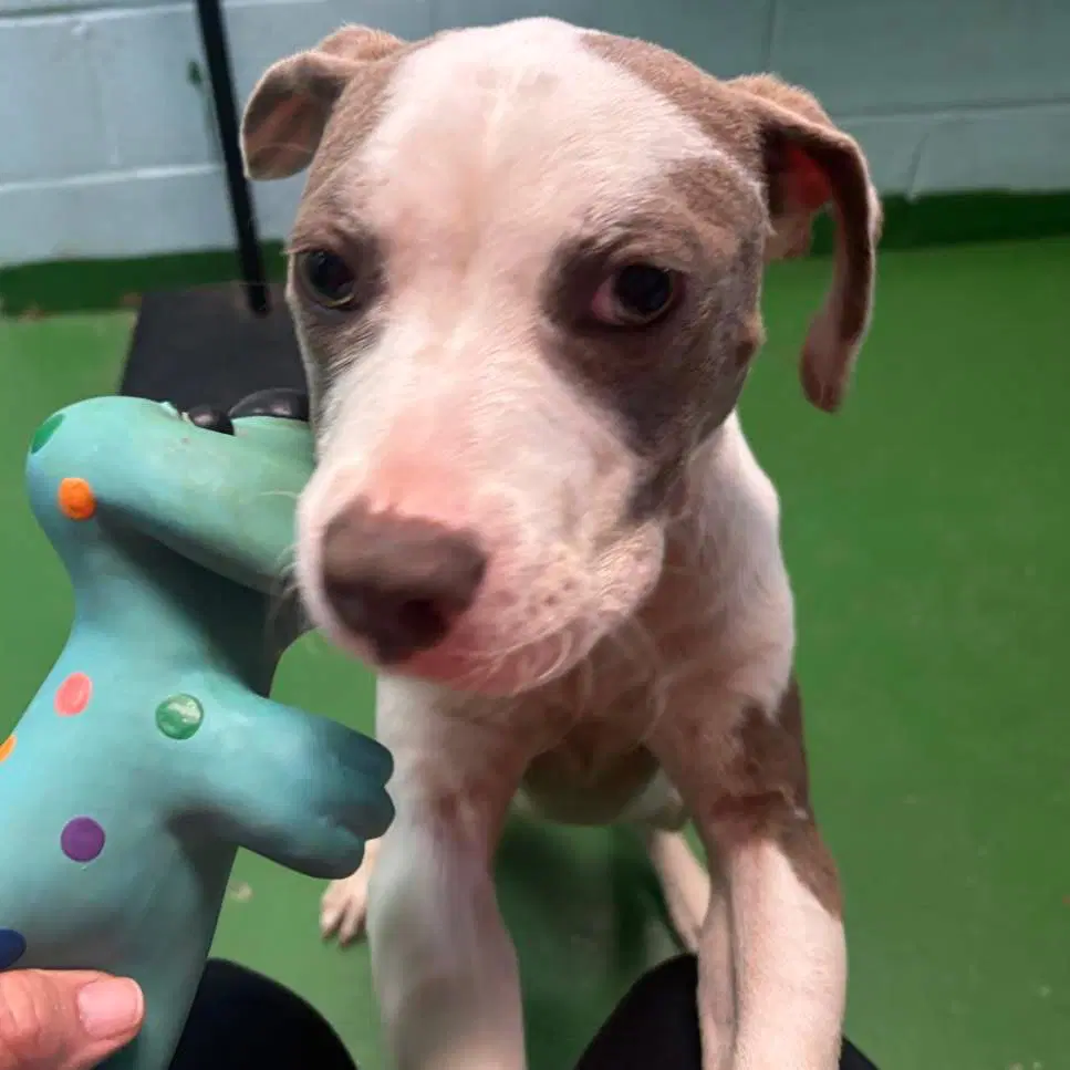 Vanna - At Shelter Available - Pit Bull Terrier