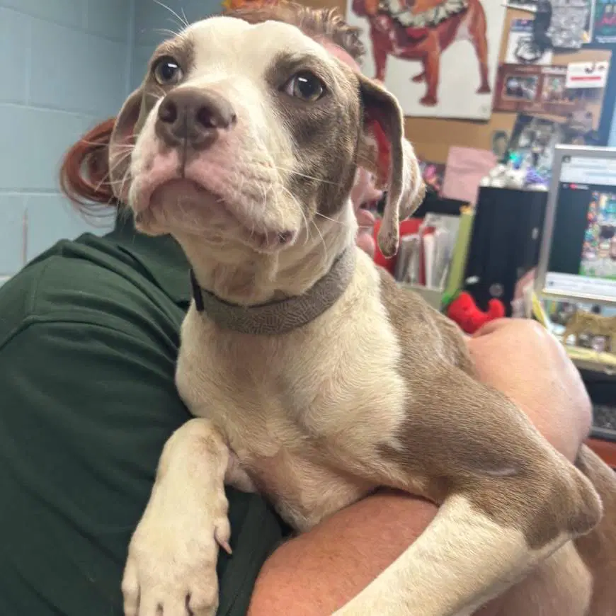 Vanna - At Shelter Available image 3