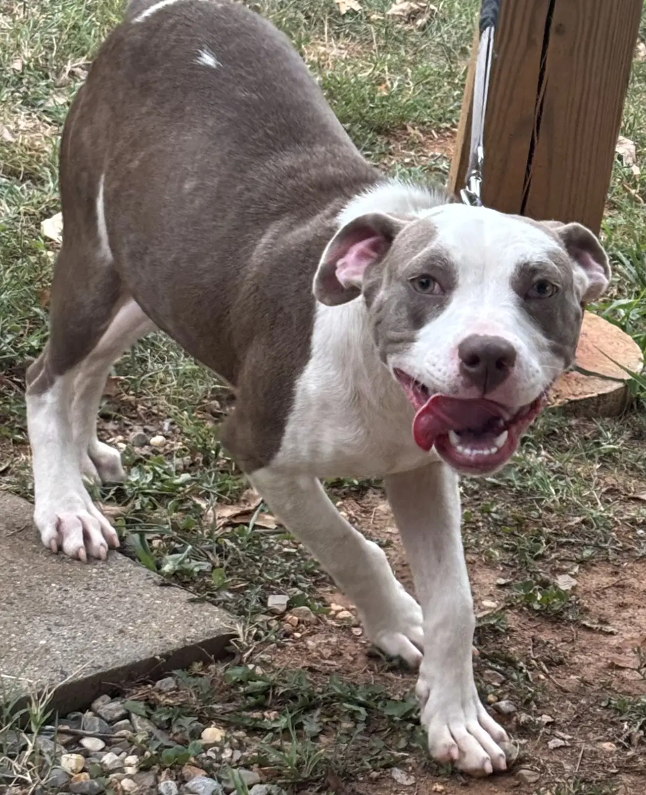 Vanna - At Shelter Available image 2