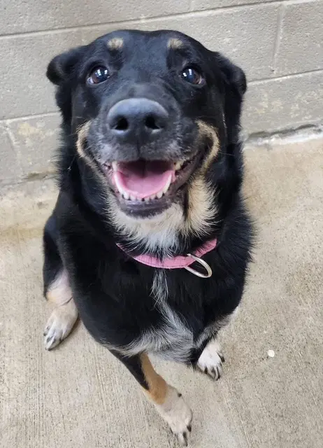 Ruby Not At The Shelter Bethany image 3