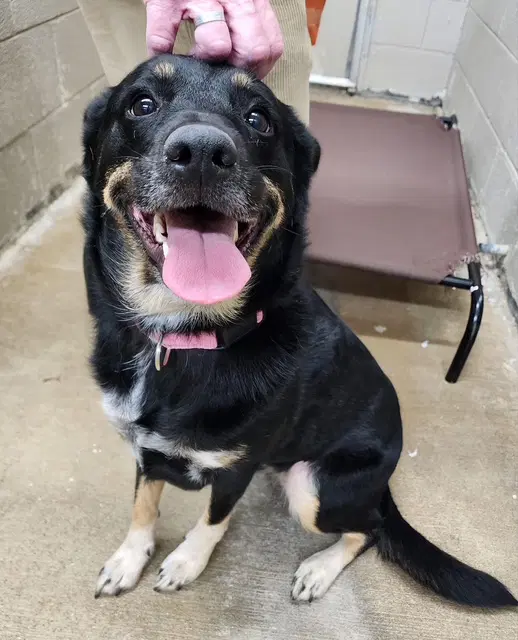 Ruby Not At The Shelter Bethany - Australian Cattle Dog/Blue Heeler