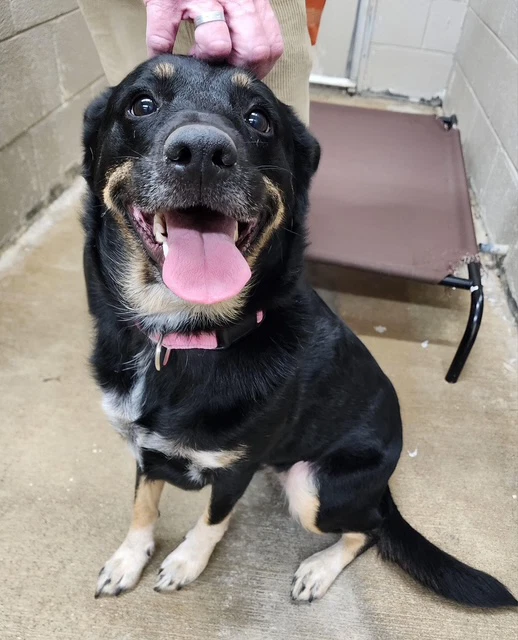 Ruby Not At The Shelter Bethany