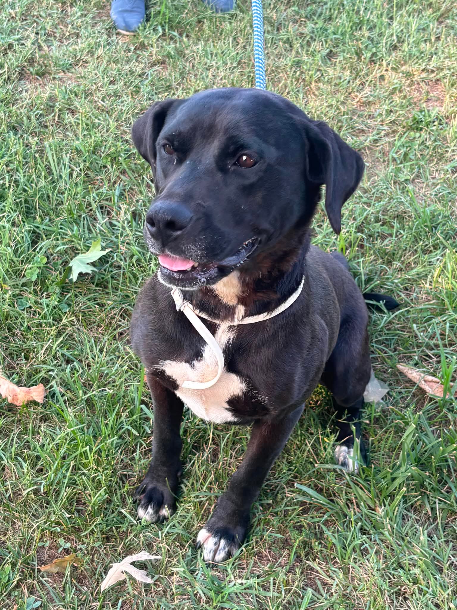 Claire - At Shelter Available - Labrador Retriever