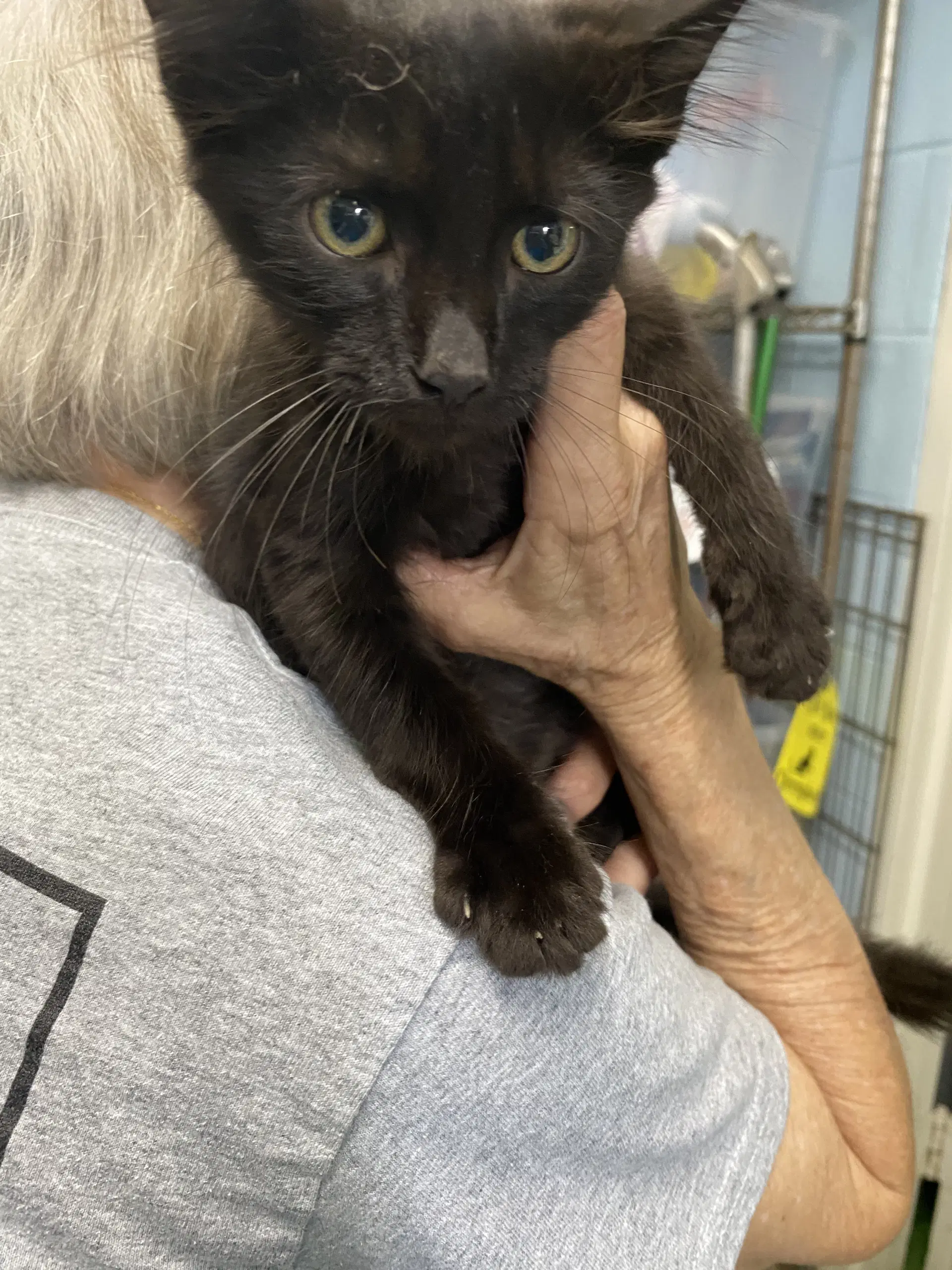 Alexis - At Shelter - Domestic Short Hair