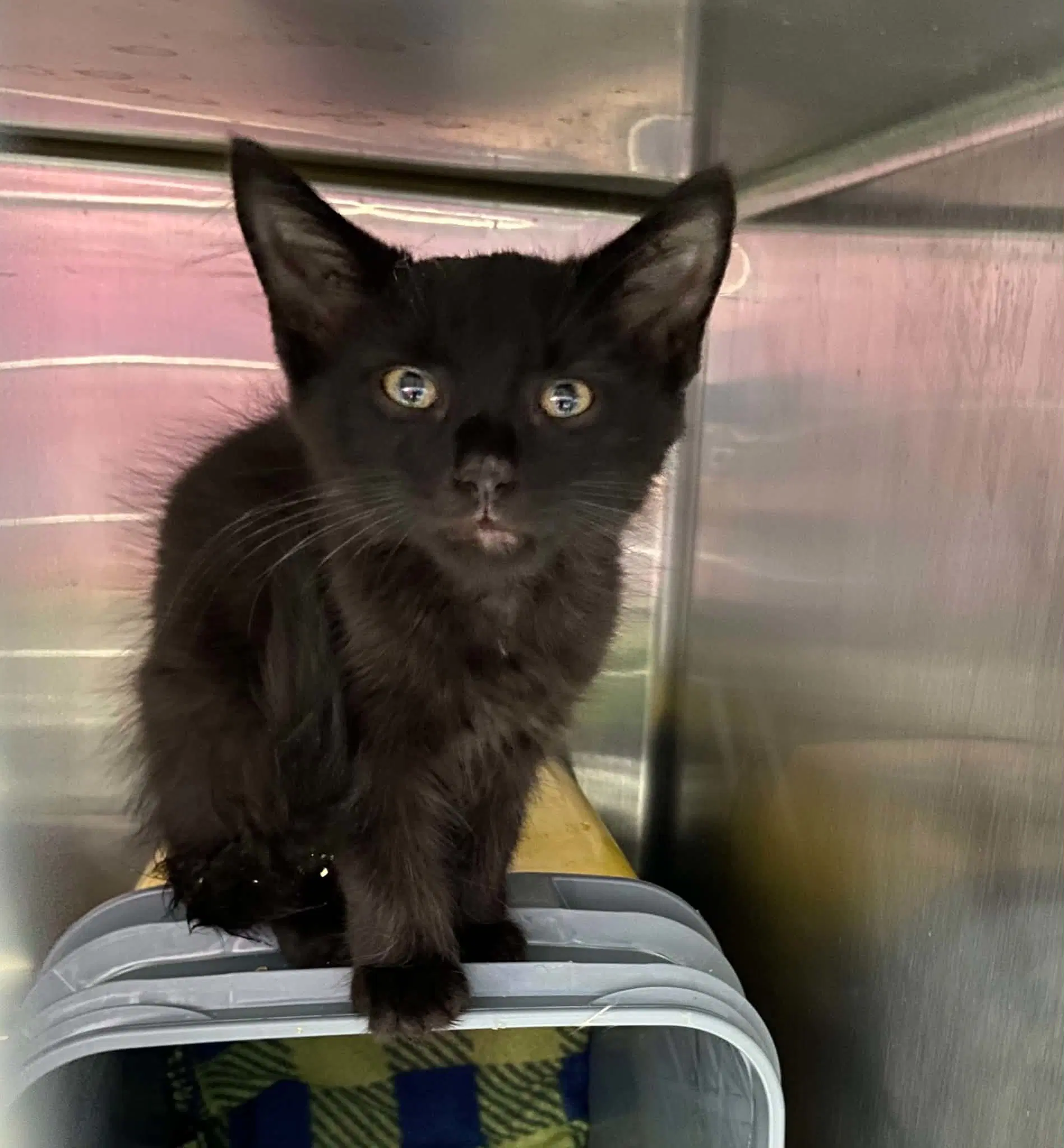 Quirk - At Shelter - Domestic Short Hair