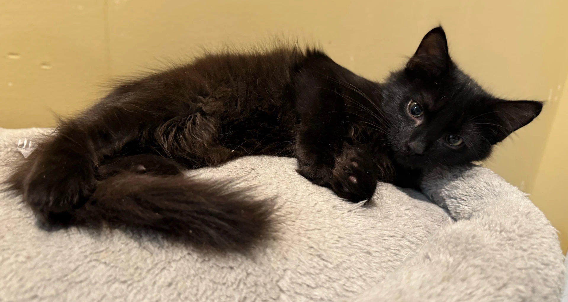 Quirk - Not At The Shelter Faith