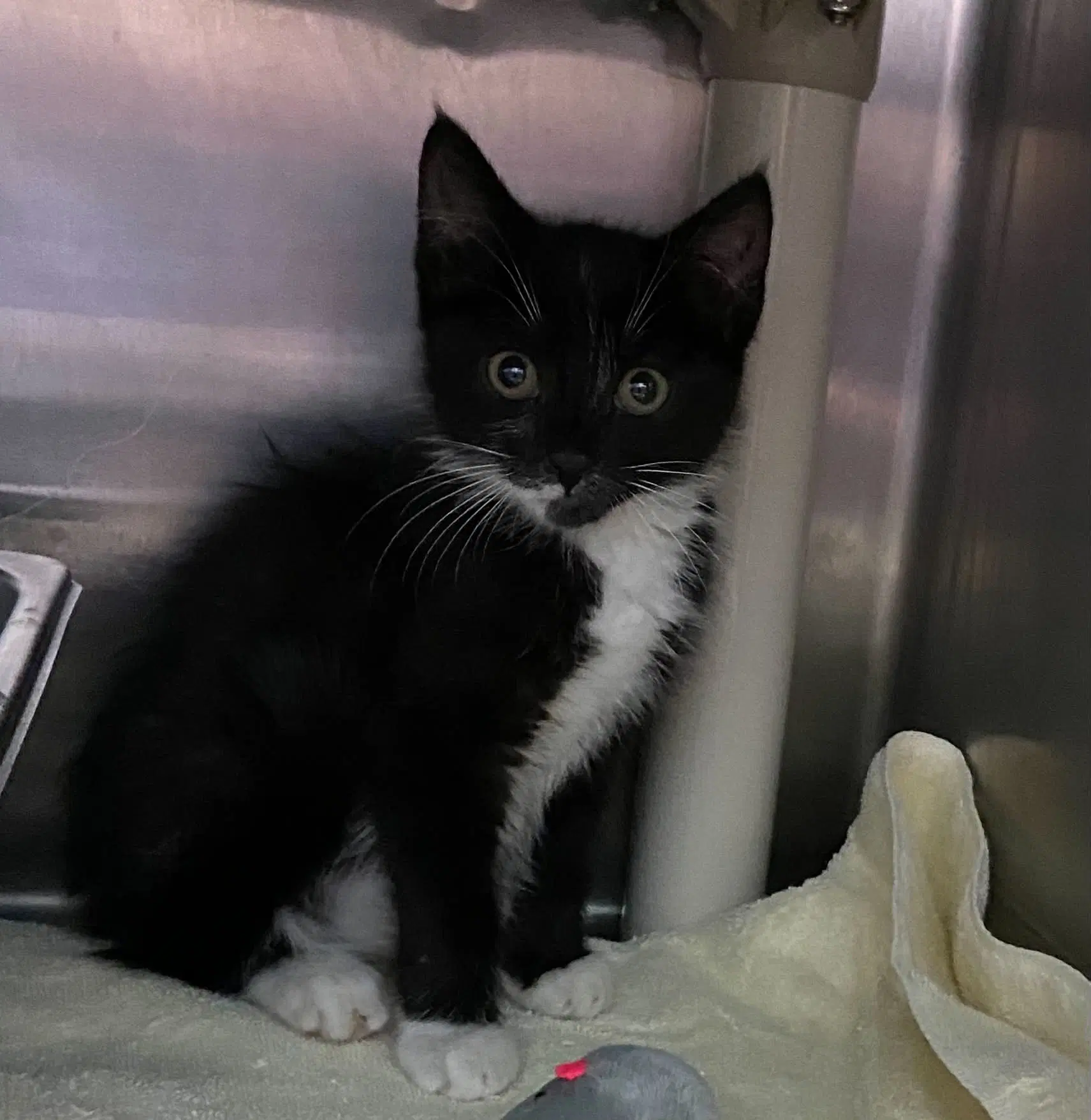 Adele - At Shelter - Domestic Short Hair