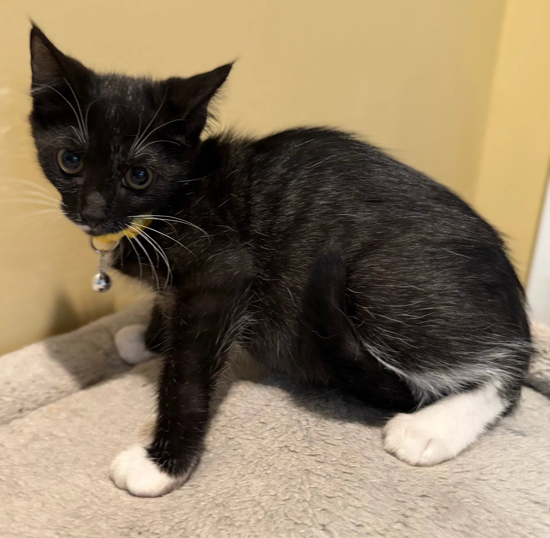 Adele - Not At The Shelter Faith - Domestic Short Hair