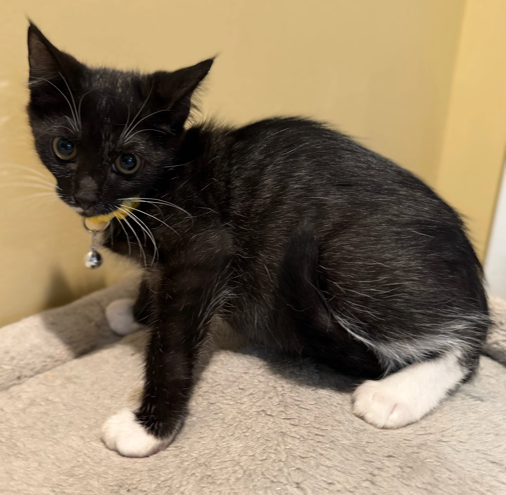 Adele - Not At The Shelter Faith