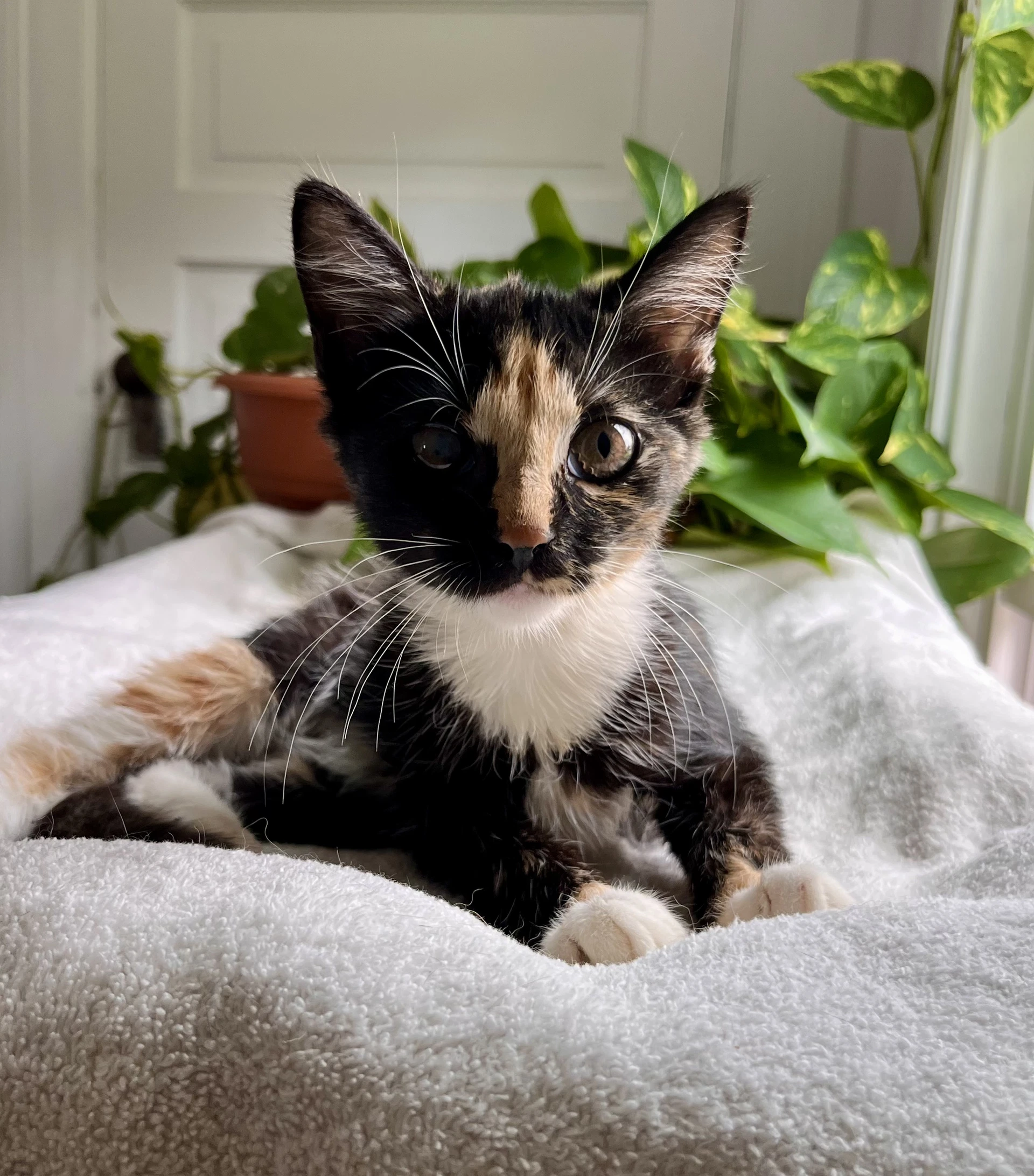 Alice Not At The Shelter Fran
