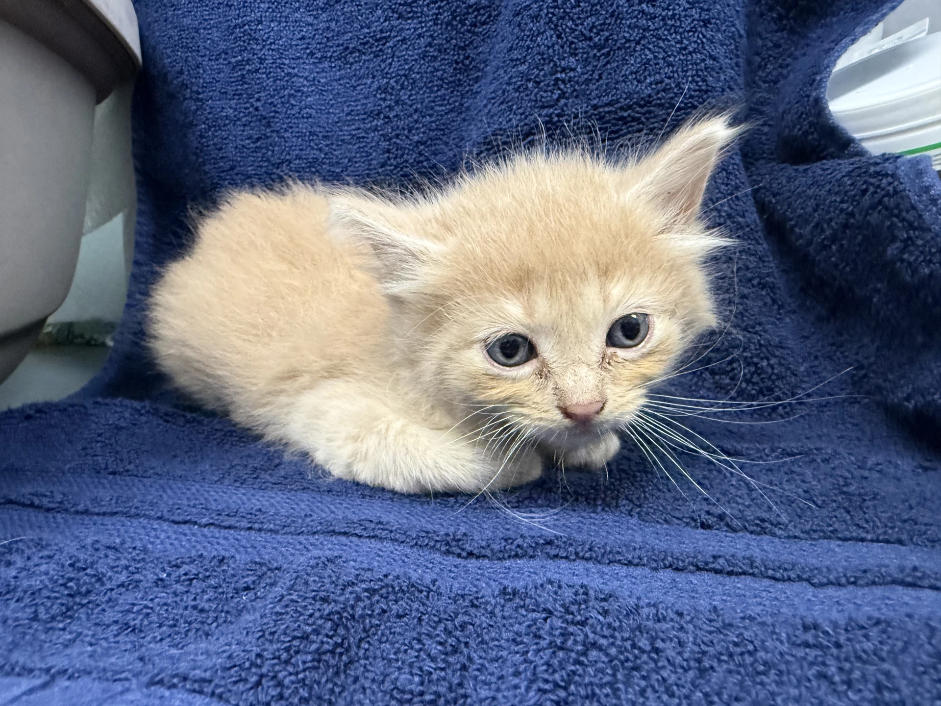 Peep-Not At The Shelter Cybil