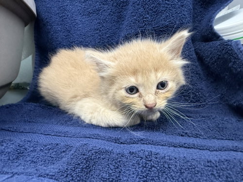 Peep-Not at the shelter (Cybil), a cat for adoption from Friends of Campbell County Animal Control
