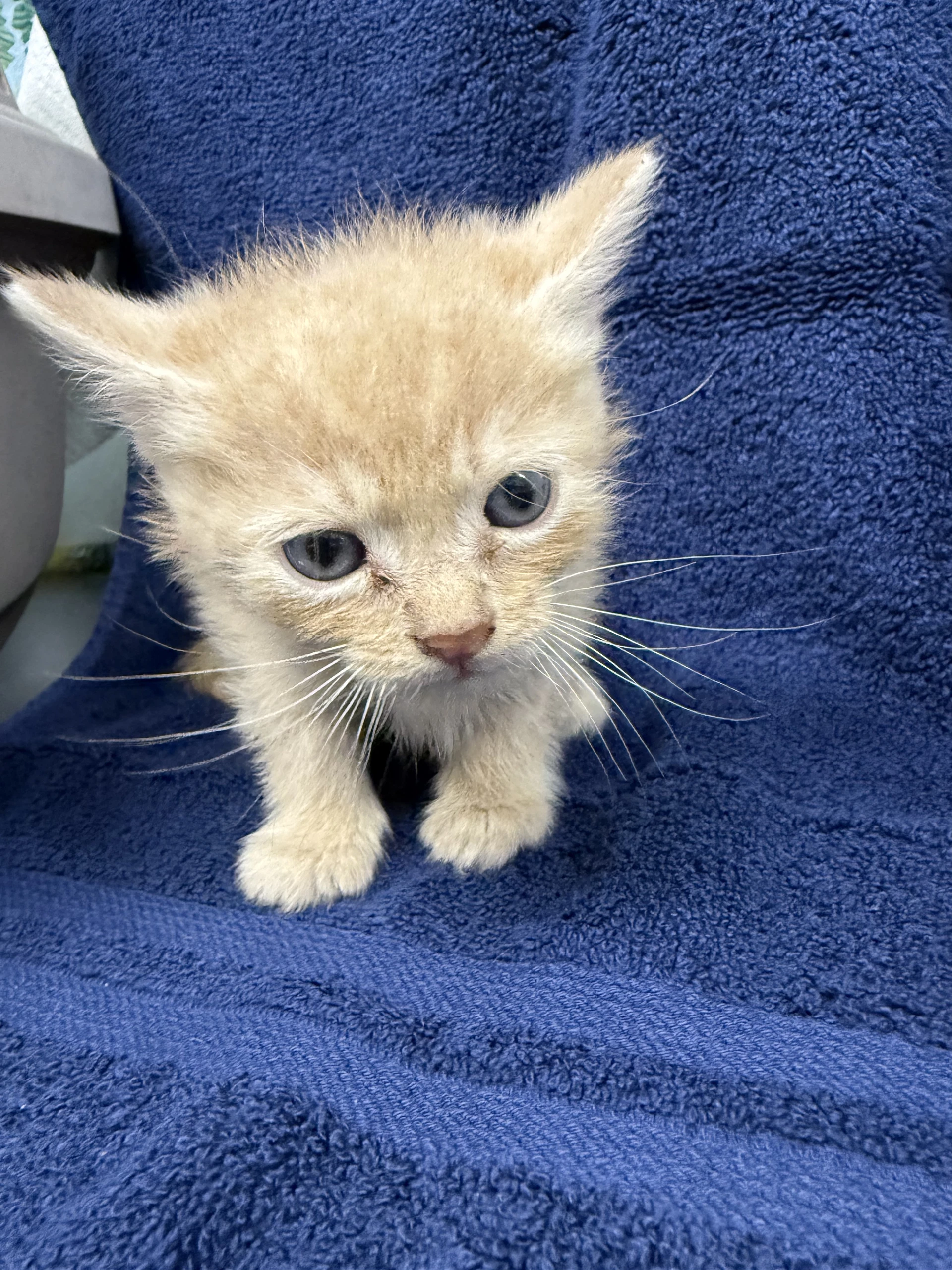Rex- Not At The Shelter Cybil