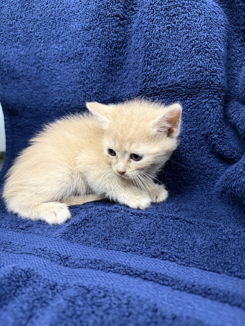 Buzz-not at the shelter (Cybil), a cat for adoption from Friends of Campbell County Animal Control