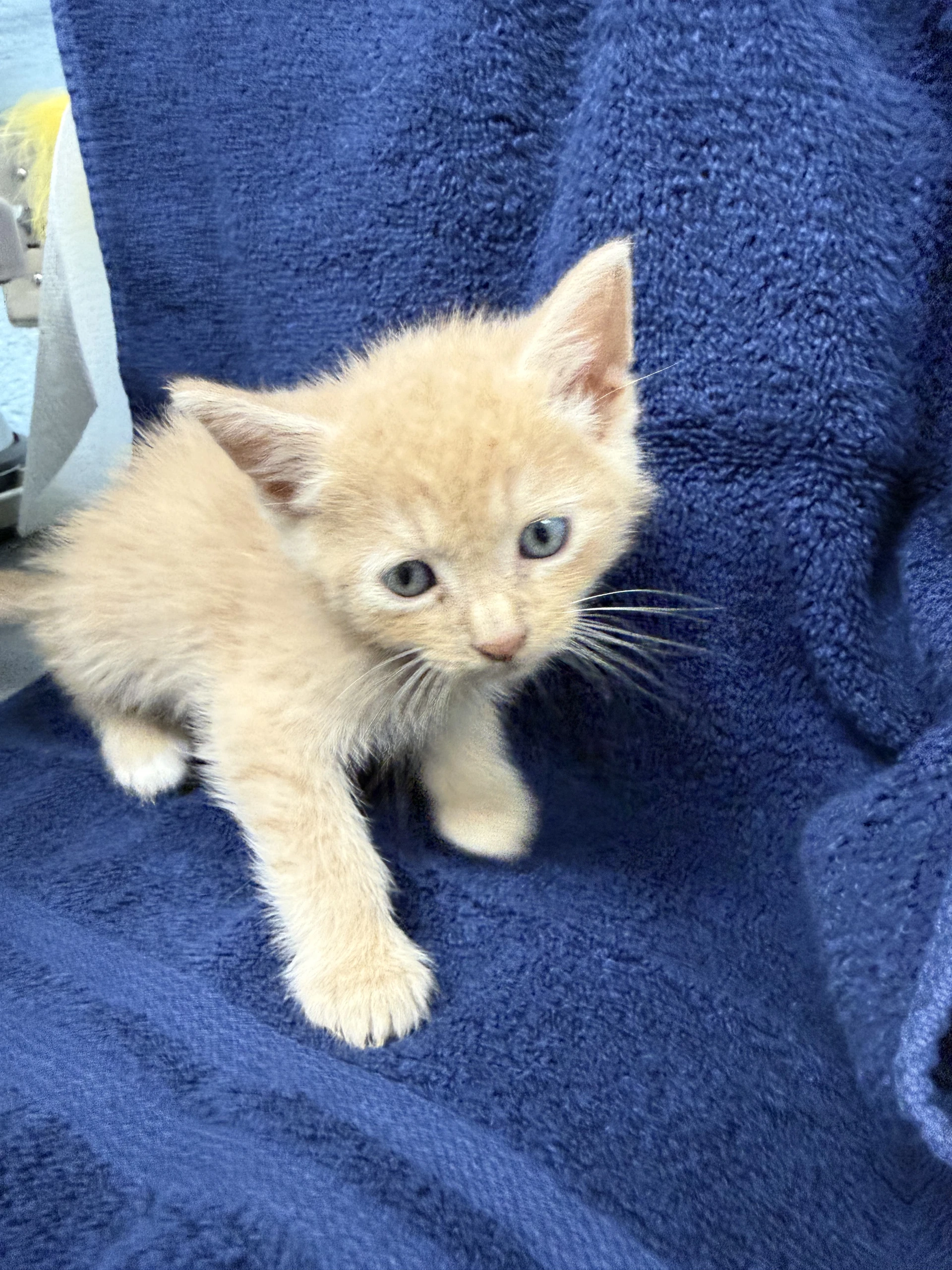 Woody-Not At The Shelter Cybil