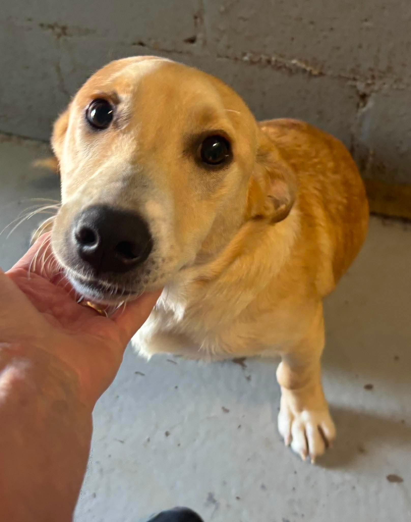 Roy - At Shelter Available
