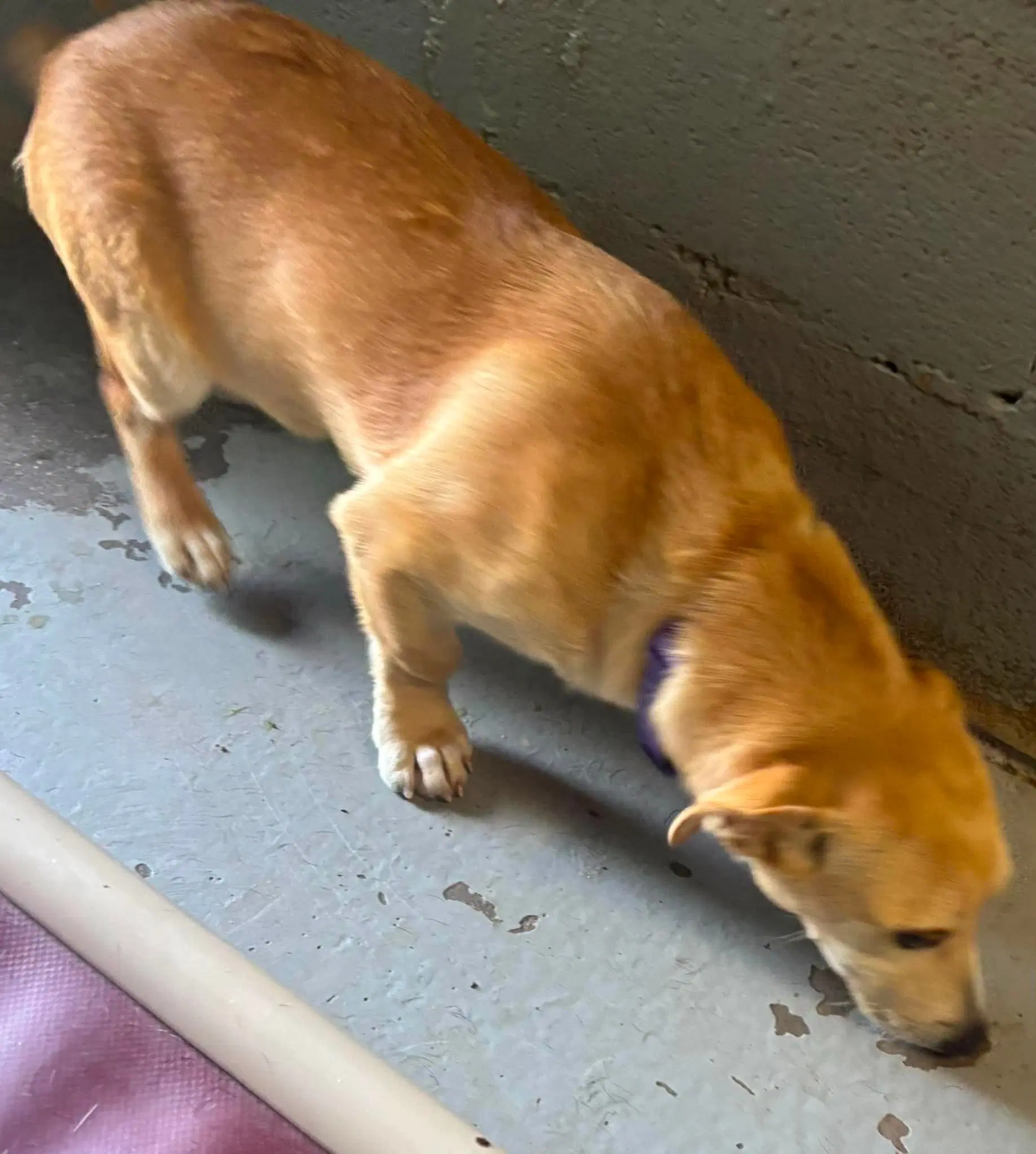 Roy - At Shelter Available image 3